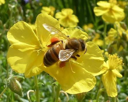 Plantes attractives pour les abeilles !